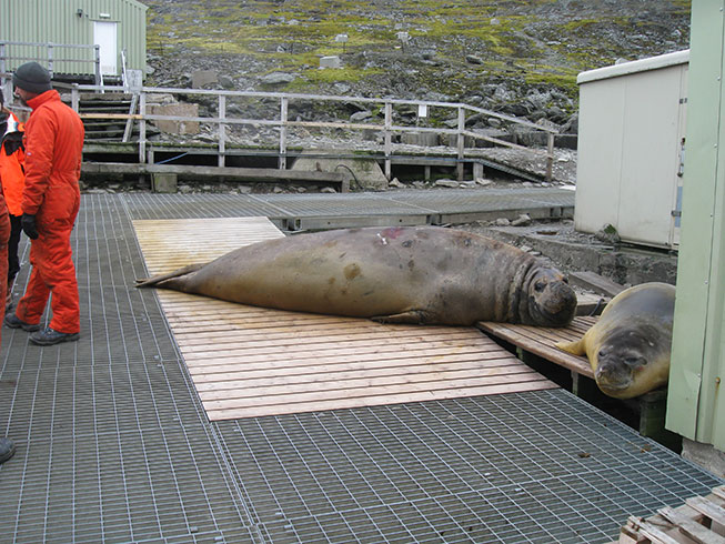 Elephant seal at British Antarctic Survey station on Signey Island